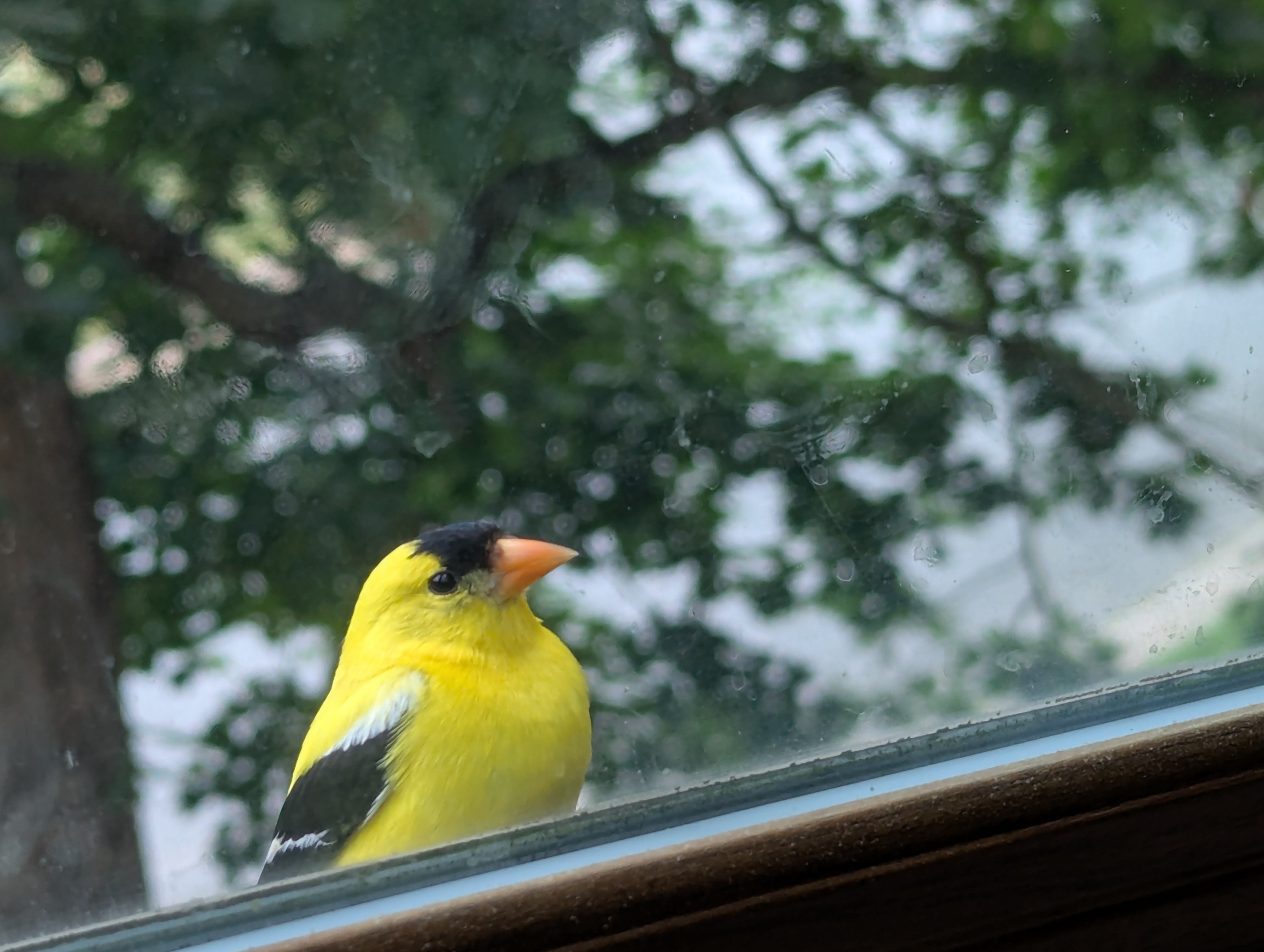 A yellow bird looks at you from outside a window.